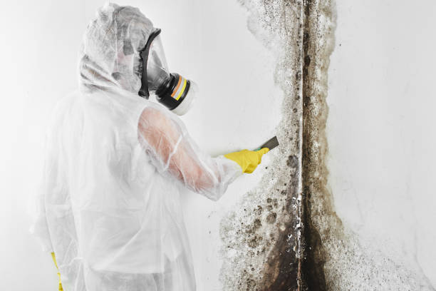 Best Mold Removal Process  in Alafaya, FL